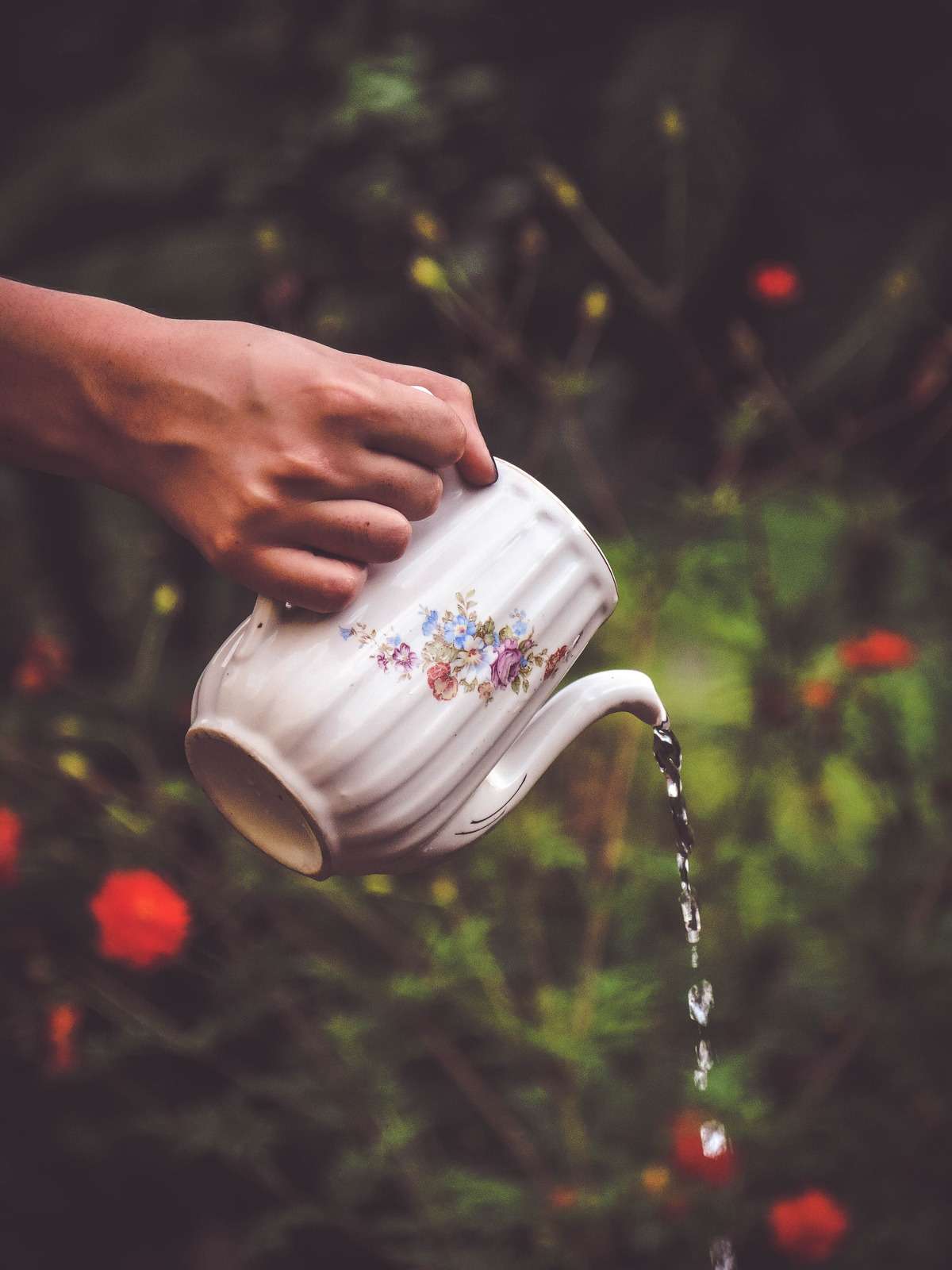 Gardening Selective Focus Photography of Person Holding White and Floral Teapot