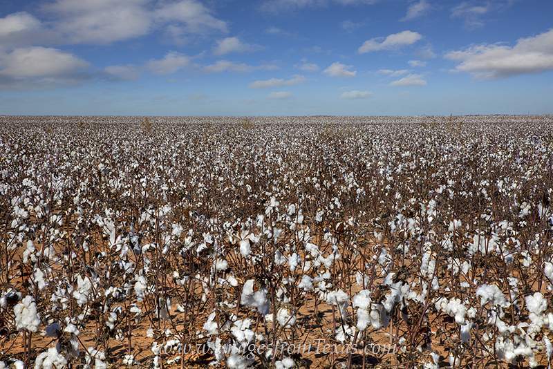 Texas Cotton Field at Harvest 1