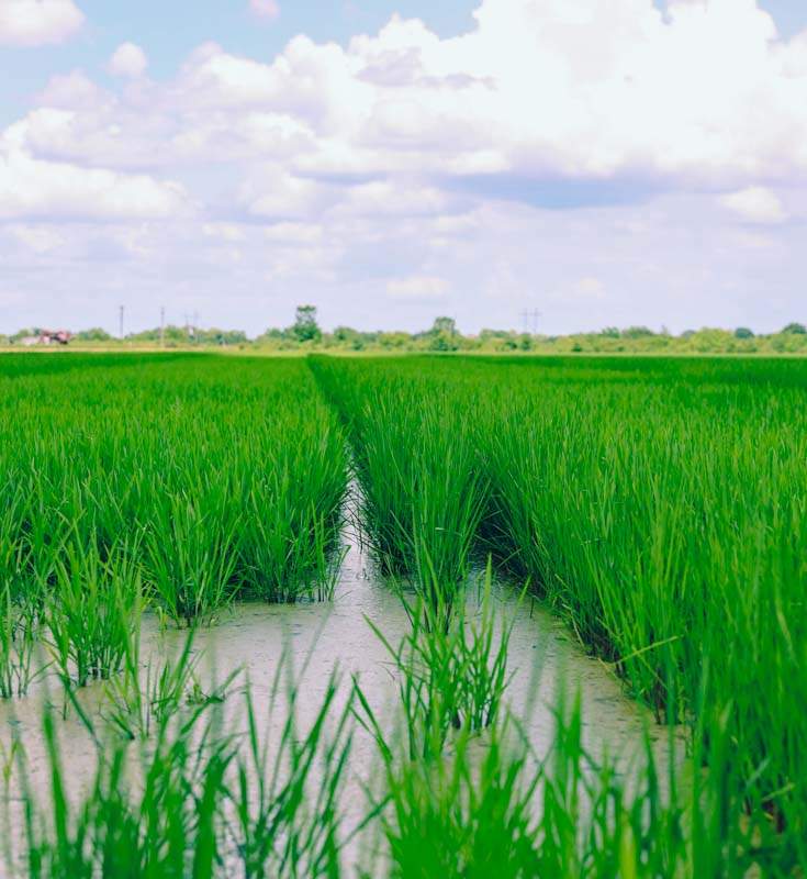 Wharton County Rice Field