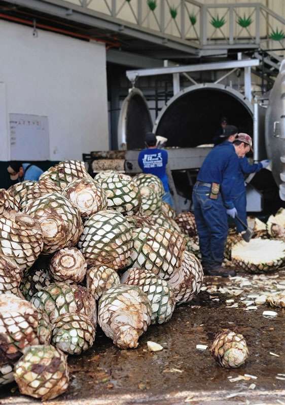 El Tequileno Distillery