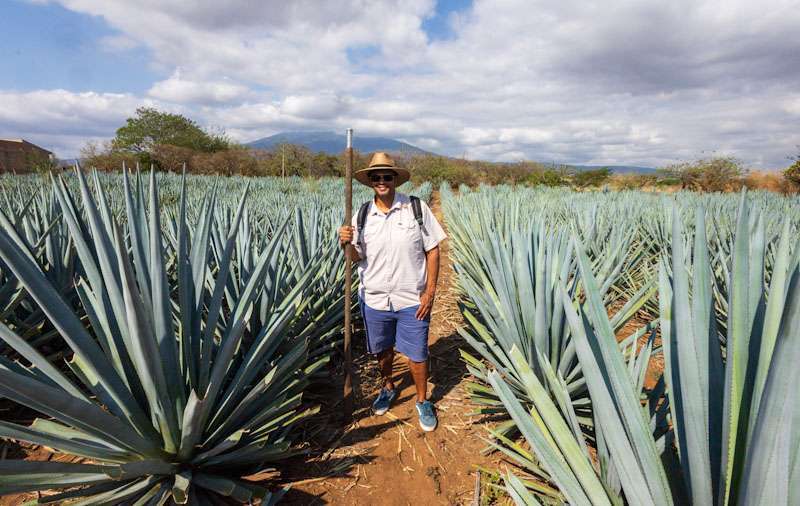 Agave Fields, Tequila Mexico